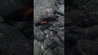 Bitty Baby Squat Lobsters! | Nautilus Live  #evnautilus #deepsea #underwater