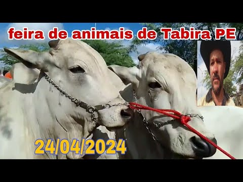 Tradicional Feira de Gado de Tabira Pernambuco parte 3 )24/04/2024