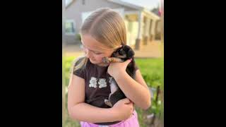 Video preview image #1 Chihuahua-Unknown Mix Puppy For Sale in Corona, CA, USA