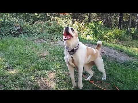 Central Asian shepherd Nazira slow motion