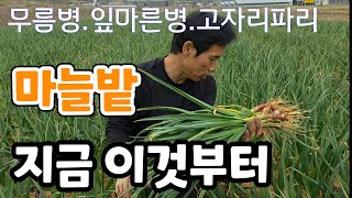 마늘밭 지금 이것부터 해야? 무름병.잎마른병.고자리파리