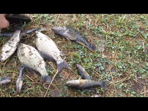 Ловля карася в луховицах Ловля карася в луховицах