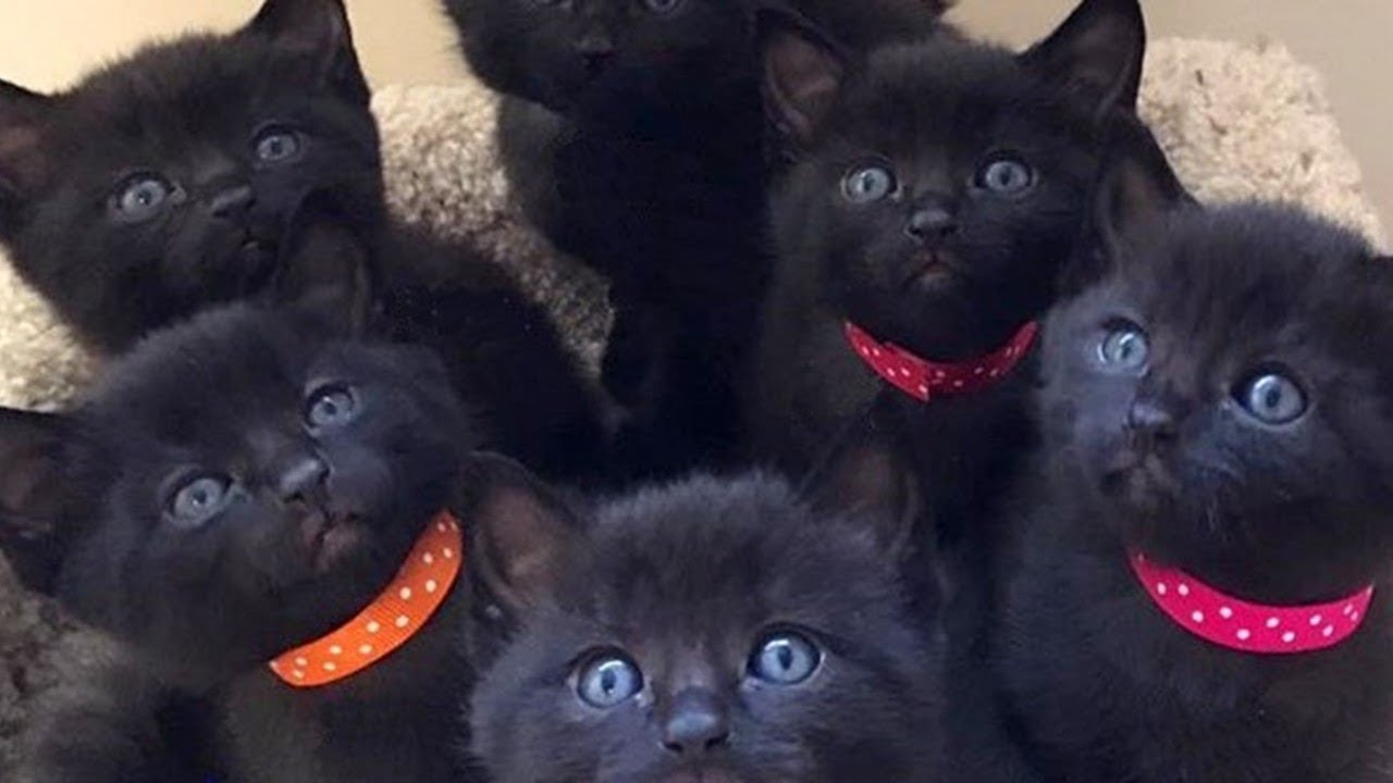 飼い主に裏切られ野良になった黒猫。妊娠し、たくさんの子猫を産むと、彼女の回りは愛情いっぱいに包まれる。