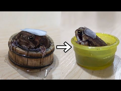 庭からカエルを追い払い、プールに入らないようにするにはどうすればよいでしょうか?  庭園