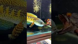 Download lagu snake head fish || big size chana barka fish #viral #shrots #fish  #aquarium mp3