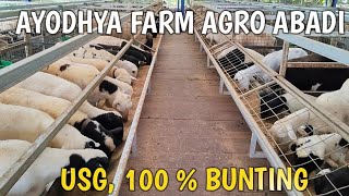 Download lagu Review Harga DOMBA DORPER FB, F1, F2, & DOMBA BUNTING‼️AYODHYA FARM mp3 Download lagu Review Harga DOMBA DORPER FB, F1, F2, & DOMBA BUNTING‼️AYODHYA FARM mp3