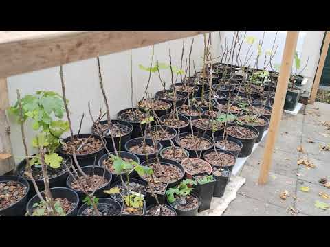 Feigen geschützt überwintern im kalten Kontinental Klima. Österreich, Schweiz & Deutschland Schutz