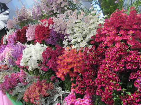 My Choice 78 - Alain Morisod: Belinda