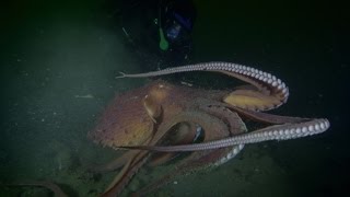 Terror in Paradise - How to Catch an Octopus