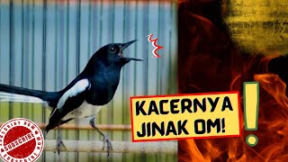 Download lagu KACER NYA JINAK OM! SILATURAHIM LEBARAN THRNYA MANA? mp3 Download lagu KACER NYA JINAK OM! SILATURAHIM LEBARAN THRNYA MANA? mp3