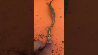 Assessing your corn after a hail storm