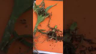 Assessing your corn after a hail storm