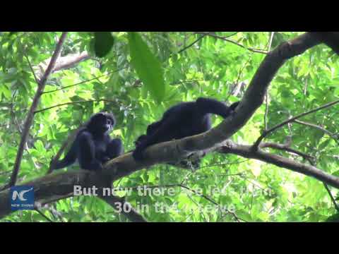 image-How many gibbons are left in the world?