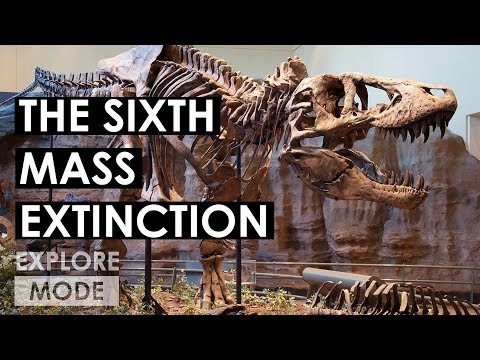 How Humans Are Causing The Sixth Mass Extinction | The Holocene Extinction, Explained | EXPLORE MODE