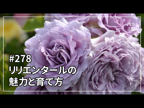 なぜバラの茂みにニンニクを加えるのですか？おばあちゃんが教えた、いい香りのバラを育てるためのヒント  庭園