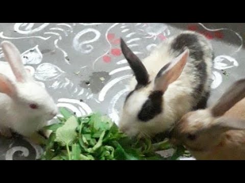 Again sak attack😆