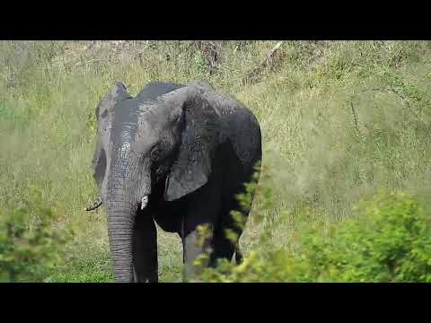 Djuma: Lone Elephant bull enjoys a  good mud shower - 15:38 - 03/23/19