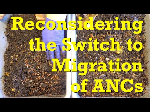 Rethinking status of 253-day "twin" African nightcrawler worm bins - vermicompost