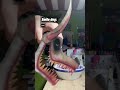 Feeding my dragon puppets (its a trend) #dragonpuppets #dragonpuppetcraft #paperdragoncraft