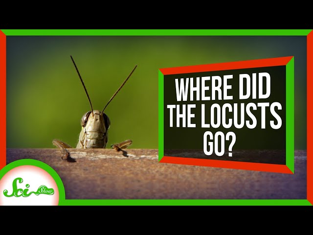 İngilizce'de locust Video Telaffuz