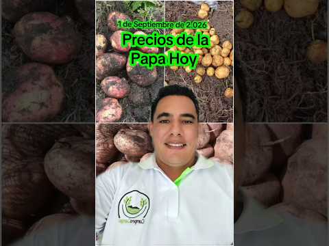 Precios de la Papa hoy en Corabastos Bogotá 🧑‍🌾🥔🥔🥔#corabastos #boyaca #nariño #cundinamarca #shorts