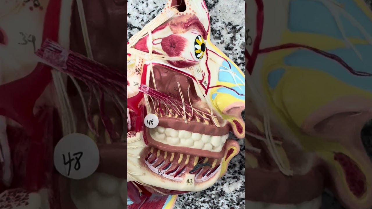 Nervos dos dentes #anatomia #anatomiahumana #anatomiafacil #anatomiapratica #anatomiacuriosidades