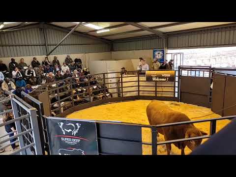 Vova Genetics en Super Beef bied Gefokusde Beesvleisproduksieveiling aan.