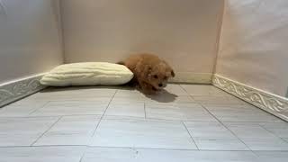 ハーフ犬の動画01