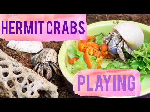 image-Can you play with a hermit crab?
