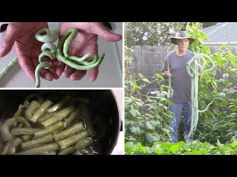 Vertical Gardening 12 Vegetables That Can Be Grown On A Trellis
