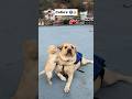 Dekha Tenu Labra Rubi Youtubeshorts Shorts Labrador Dog Funny Cute Trending Songs
