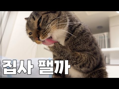 시루한테 진짜 맞을 뻔 했습니다...