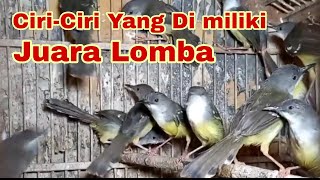 Download lagu Cara memilih burung ciblek di ombyokan mp3 Download lagu Cara memilih burung ciblek di ombyokan mp3