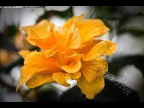 Olavi Virta, Harmony Sisters - Preerian keltainen ruusu (sanat)