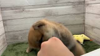 柴犬の動画01