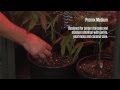 Growbox Cultivation: Technique