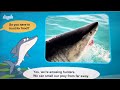 Meet The Animals Great White Shark