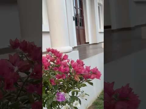 HD Mercedes flowers views || #travel #nature #shorts