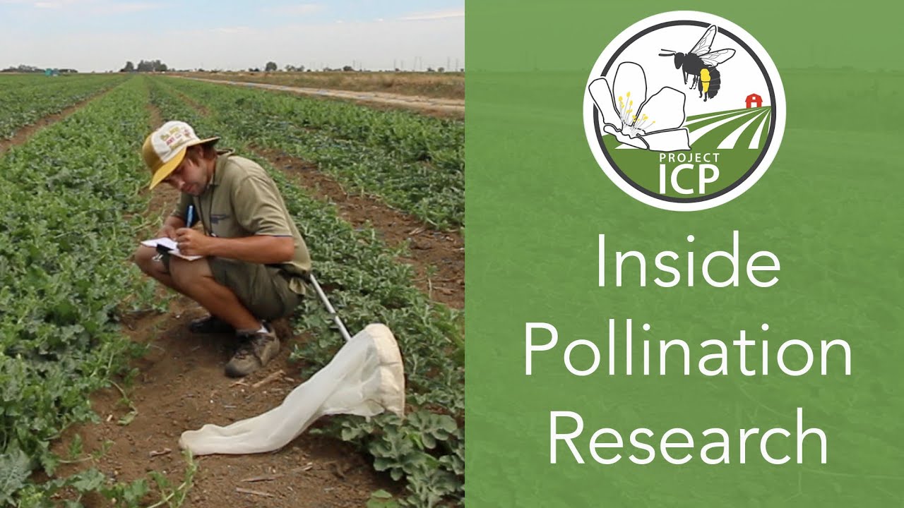 An Inside Look at Pollination Research