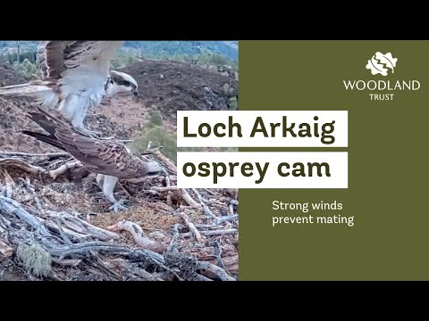 Funny mating attempt due to high winds - Loch Arkaig Osprey Cam (2021)