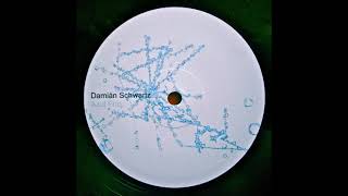 Damian Schwartz - El Telefono Siempre Suena Dos Veces