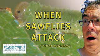 When Sawflies Attack!