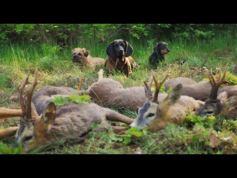 Revier "Slonka" Ostpreußen - eine jagdliche Perle