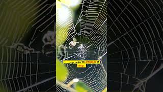 🕸️ Spider Drug Experiments: How Drugs Affect Web Building! 🕷️✨#science  #history #facts