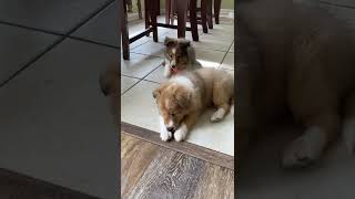 Shetland Sheepdog Puppies Videos