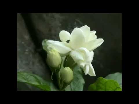 Nien Lesmana -  Menanti Di Bawah Pohon Kembodja