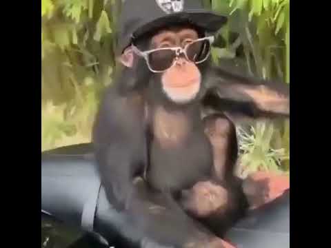 Rokstar monkey 😆 Funny moment #shorts #shortsvideo