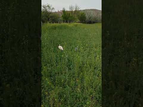 , title : 'beç-tokat-iran-gine tavuğu 🦃( guinea fowl 🦃)'