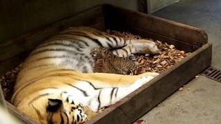 preview picture of video 'Tigerunger i Odense ZOO.mov'
