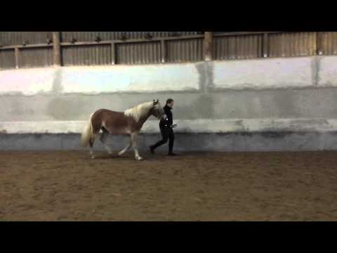 Junghengst von Bundessieger Alabaster B